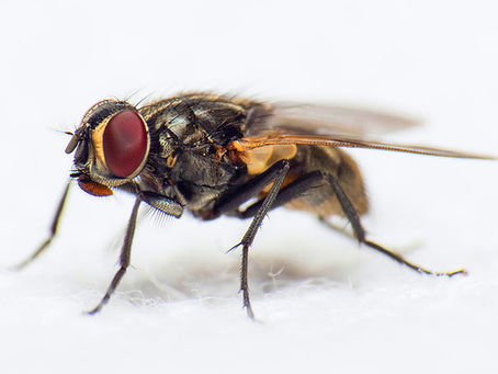 Sure signs of a fly infestation