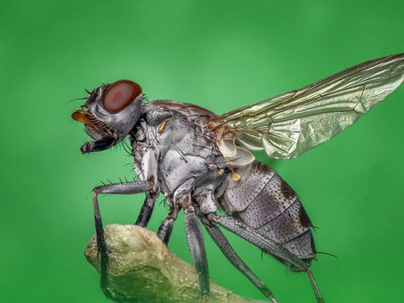 How to keep your office free from pests