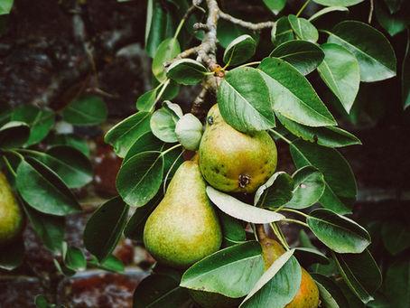 Best trees to plant in a small garden