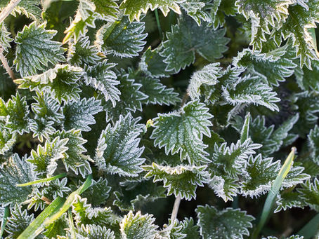 Protect your plants from frost this winter
