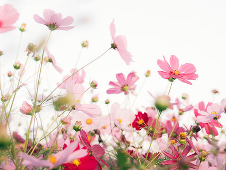 IWESCO's garden maintenance team will prepare your garden for spring