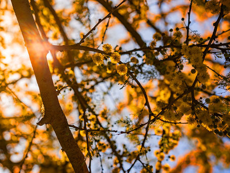 IWESCO celebrates Arbor Month with our clients