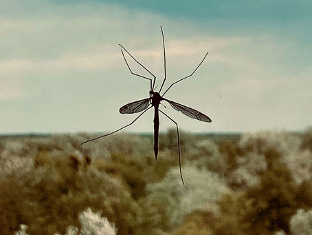 How to eradicate mosquitoes in your home