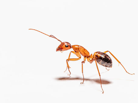 True or false? Common facts about pest control