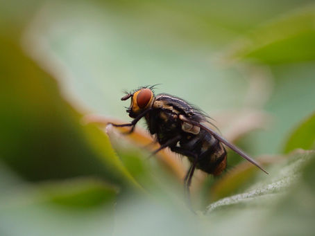 Common breeding sites for pests
