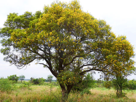 IWESCO celebrates Arbor Month with the planting of African wattle