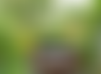 Harvesting Rainwater: Eco-Friendly Landscaping That Saves Money and the Planet