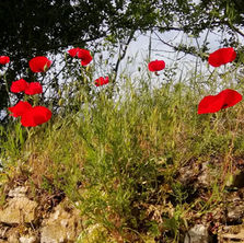 Appel à la résistance citoyenne :
Interdisons tous les pesticides !