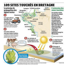 Les marées vertes arrivent chez nous !