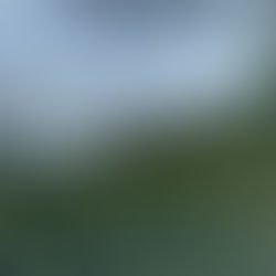 Violent feu de forêt à BÉDENAC (17)