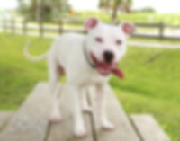 ringo.jpeg