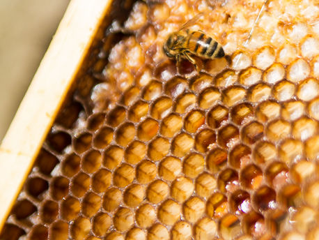 Why Rustic Hive Photography?