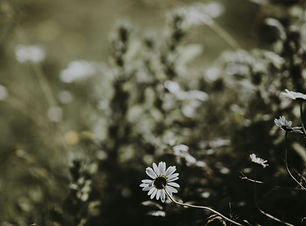 annie-spratt-ljCLVRZs0kM-unsplash.jpg