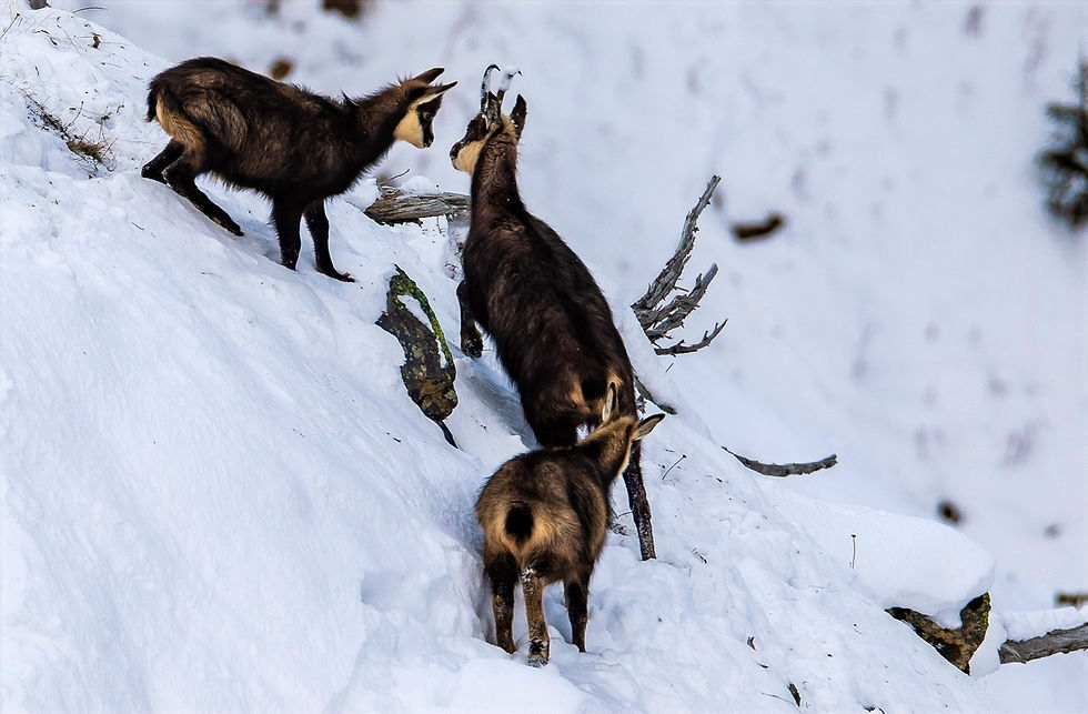 Gamsfamilie im Winterkleid - das kann man nur beobachten wenn man auch im Winter raus in die Bergwelt geht - aber gewusst wie! Bild © by ErlebnisWandern