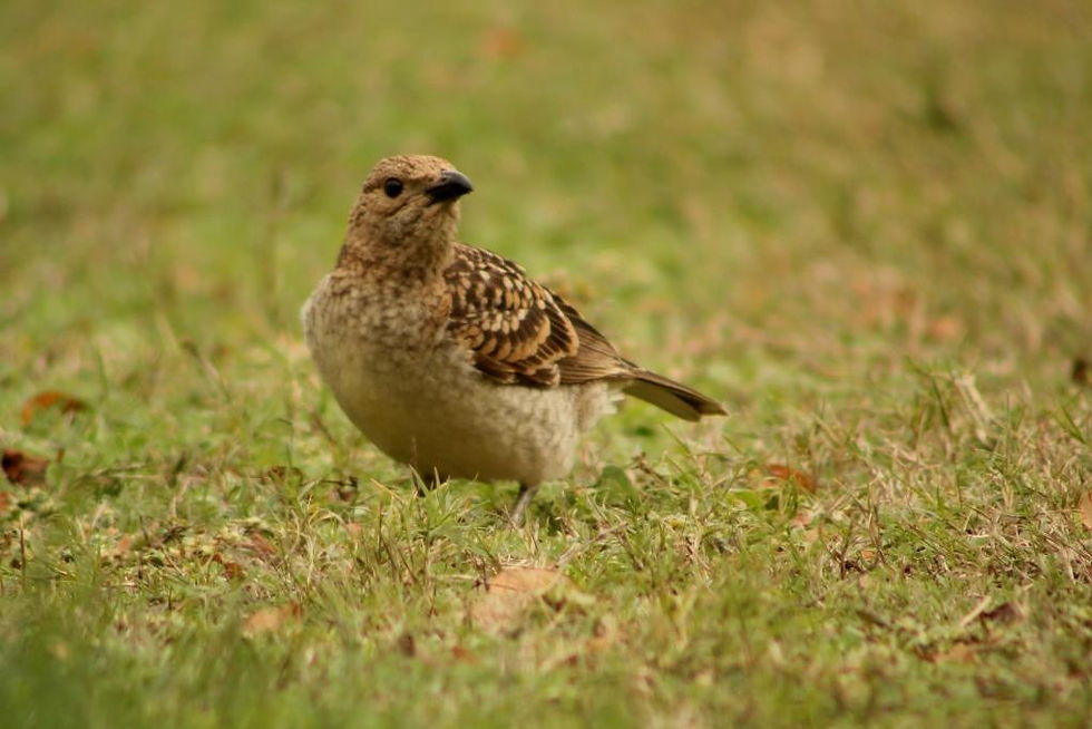Spotted Bowerbird