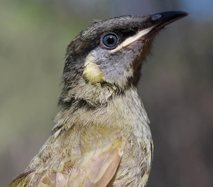 Lewins Honeyeater