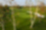 Goose Creek GC30.jpg