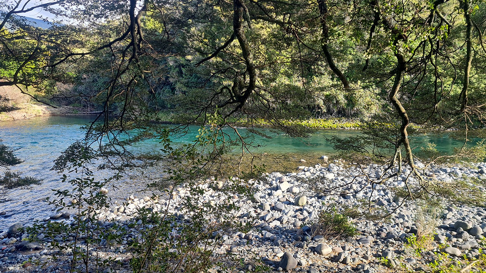 Some Tongariro River pools are stunning and always hold trout but can be busy