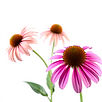 echinacea flower on white background.jpg
