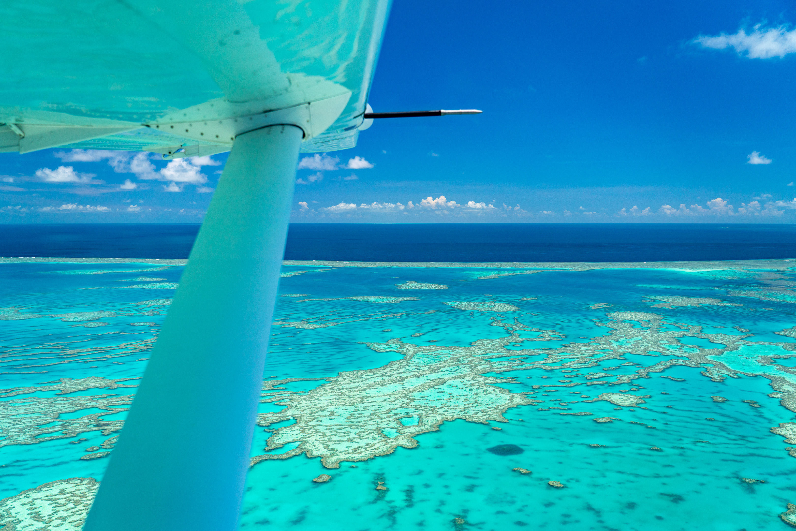 Turquoise Wing