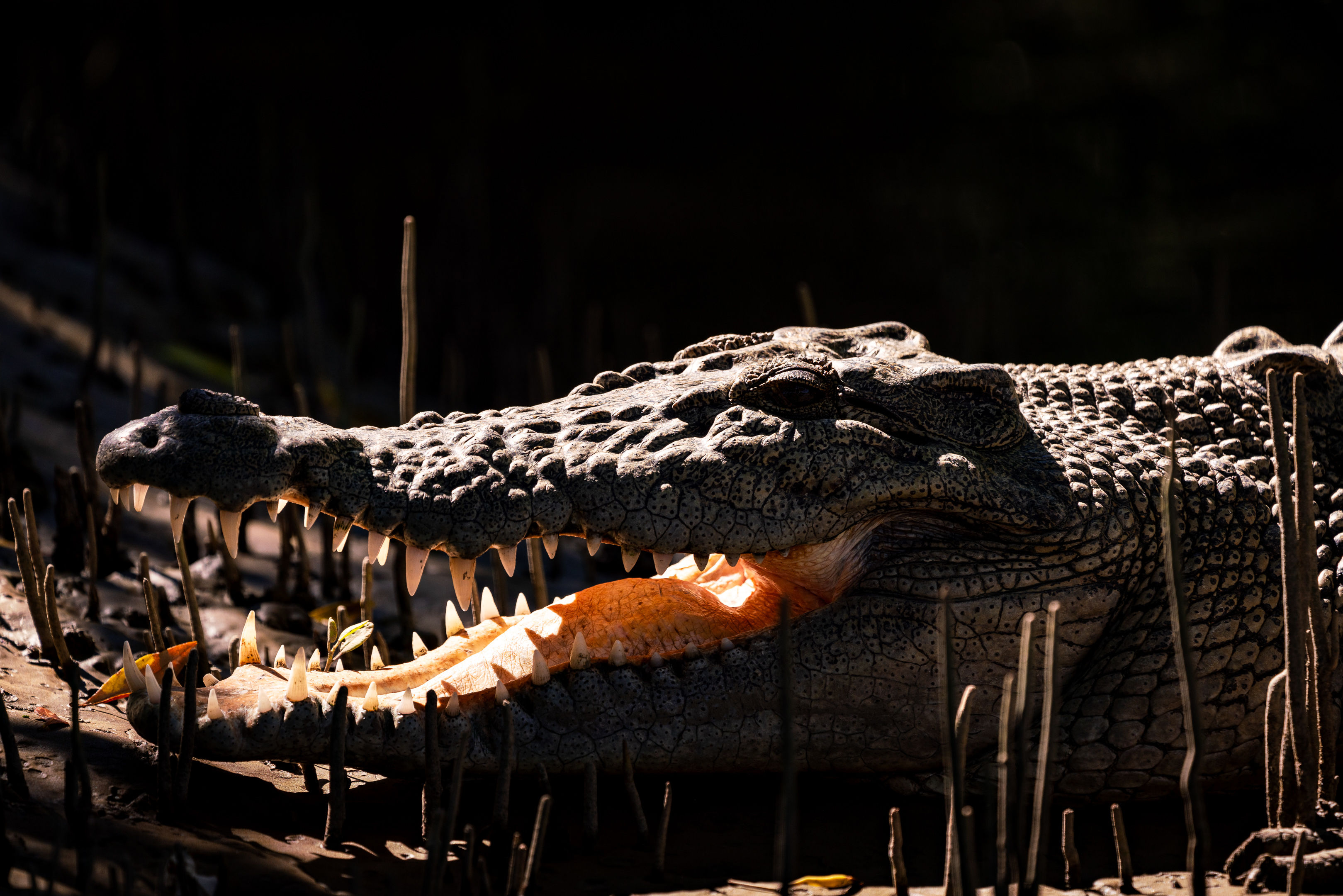 Croc in the Spotlight