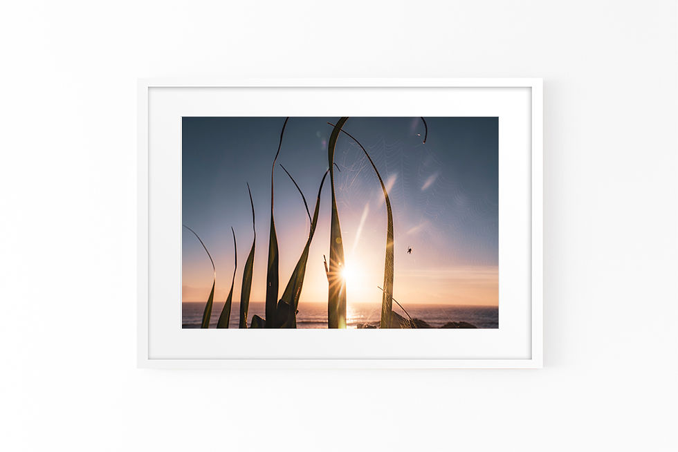 Thumbnail: Sunrise Spider