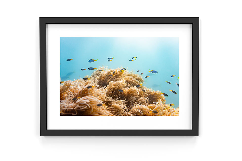 Thumbnail: Spaghetti Coral