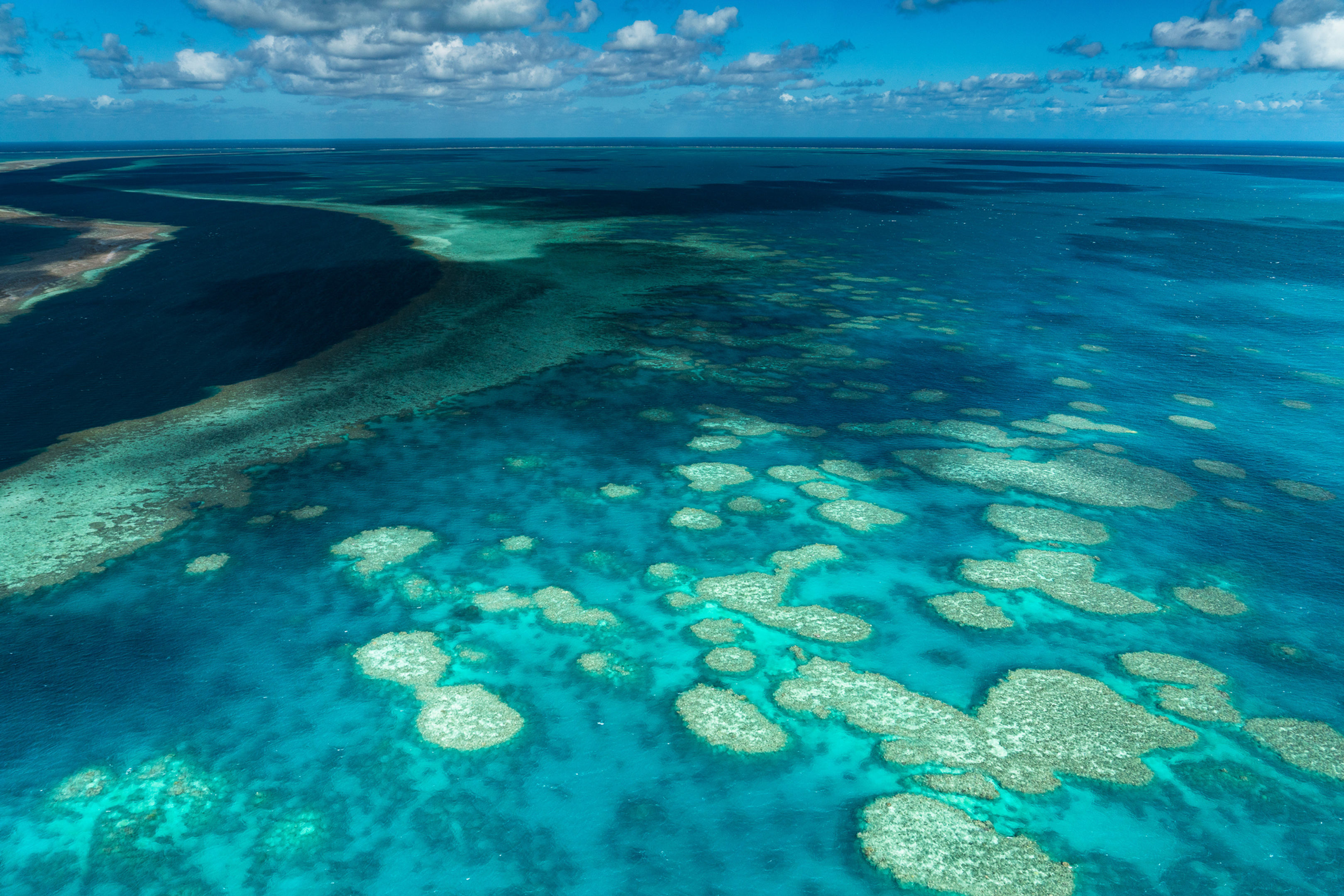 Reef Shadows