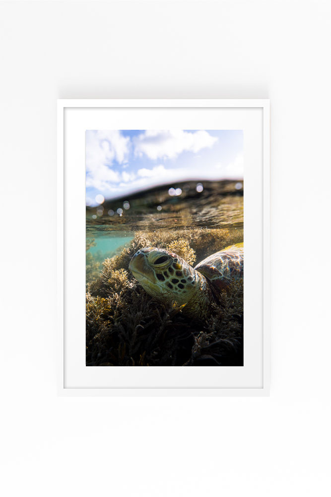 Thumbnail: Seaweed Bed