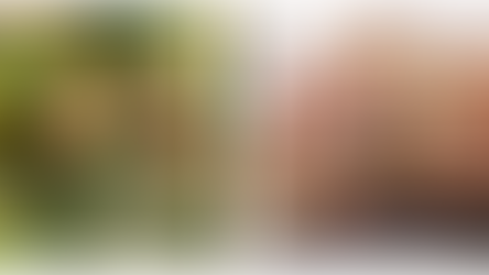 Understanding the 2 types of Tree Allergies: Tree Pollen and Tree Nuts