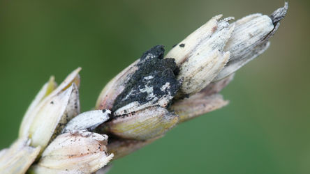 Meet the Molds - Important aeroallergens in allergy testing