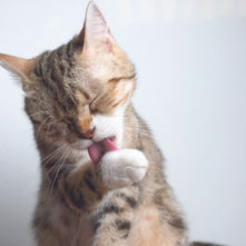 Allergy to cats: can we live with a cat when we are allergic?