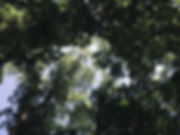 fullsizeoutput_287f.jpeg