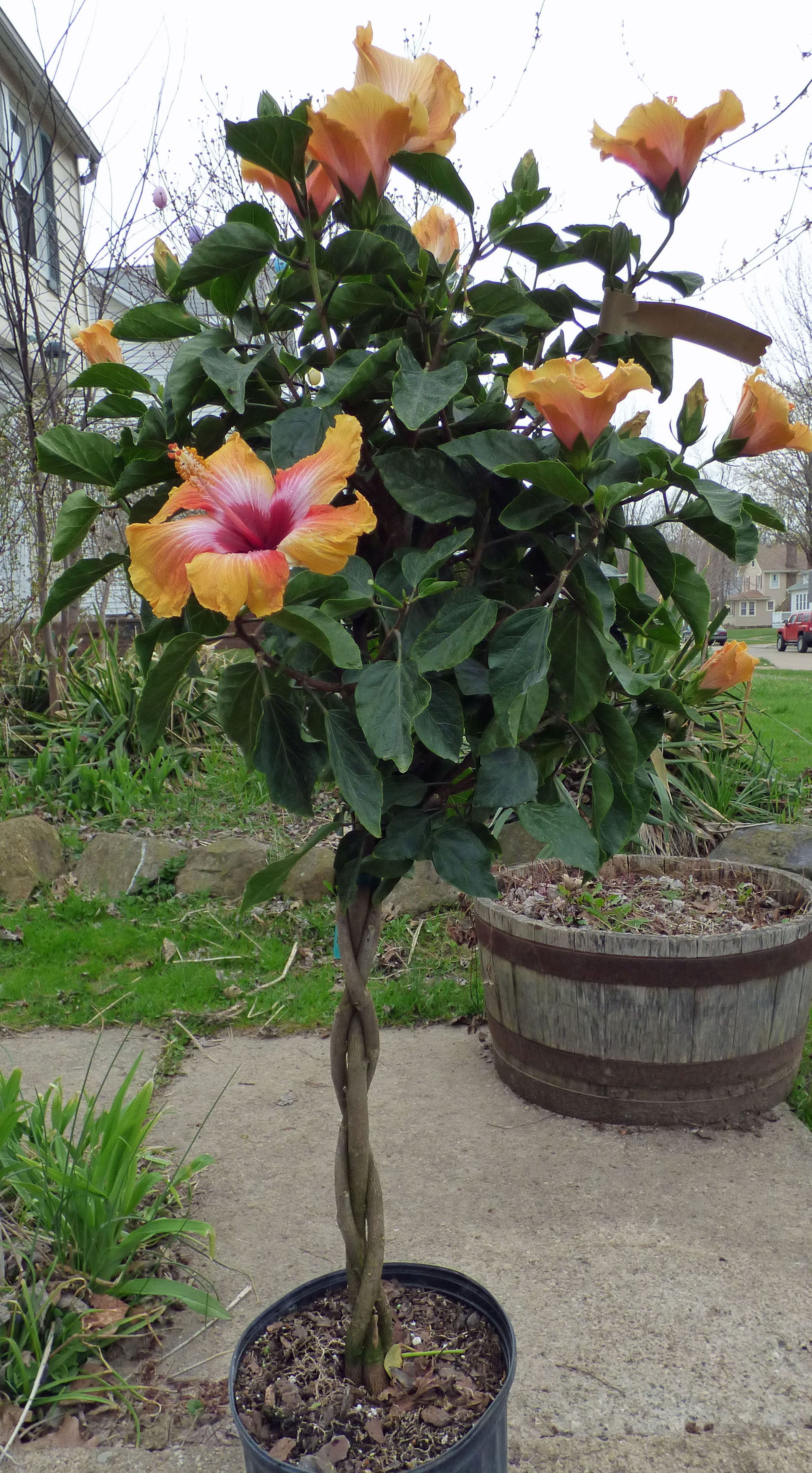 Hibiscus Tressé