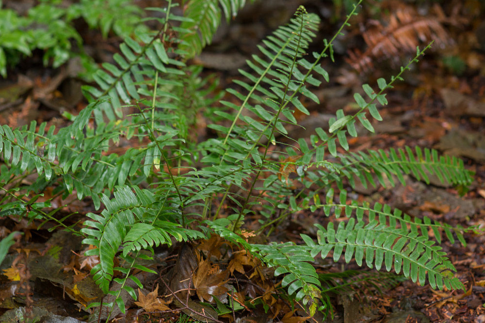 Polystichum acrostichoides