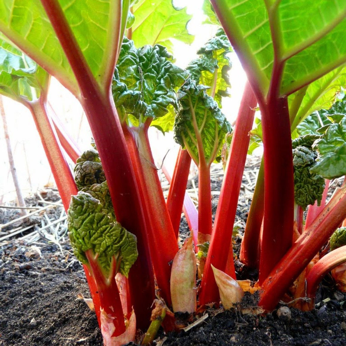 Rheum rhabarbarum 'Canada Red'
