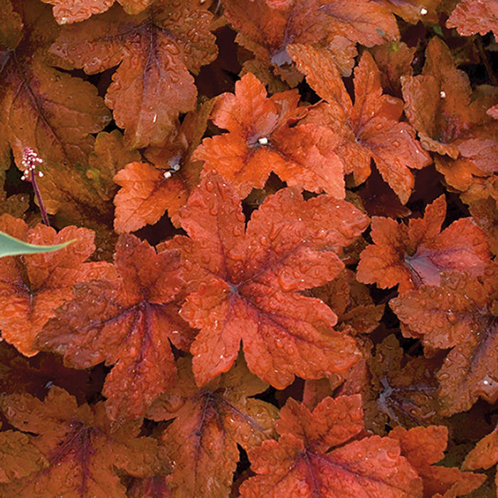 Heucherella 'Pumpkin Spice'