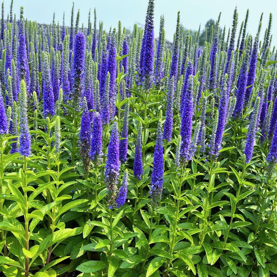 Veronica 'Royal Candles'
