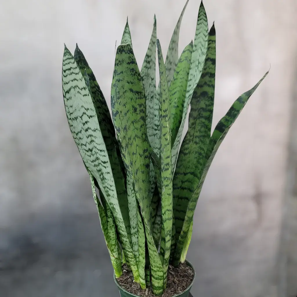 Sanseviere Zeylanica