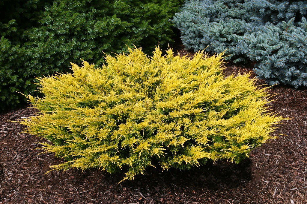 Juniperus horizontalis 'Limeglow'