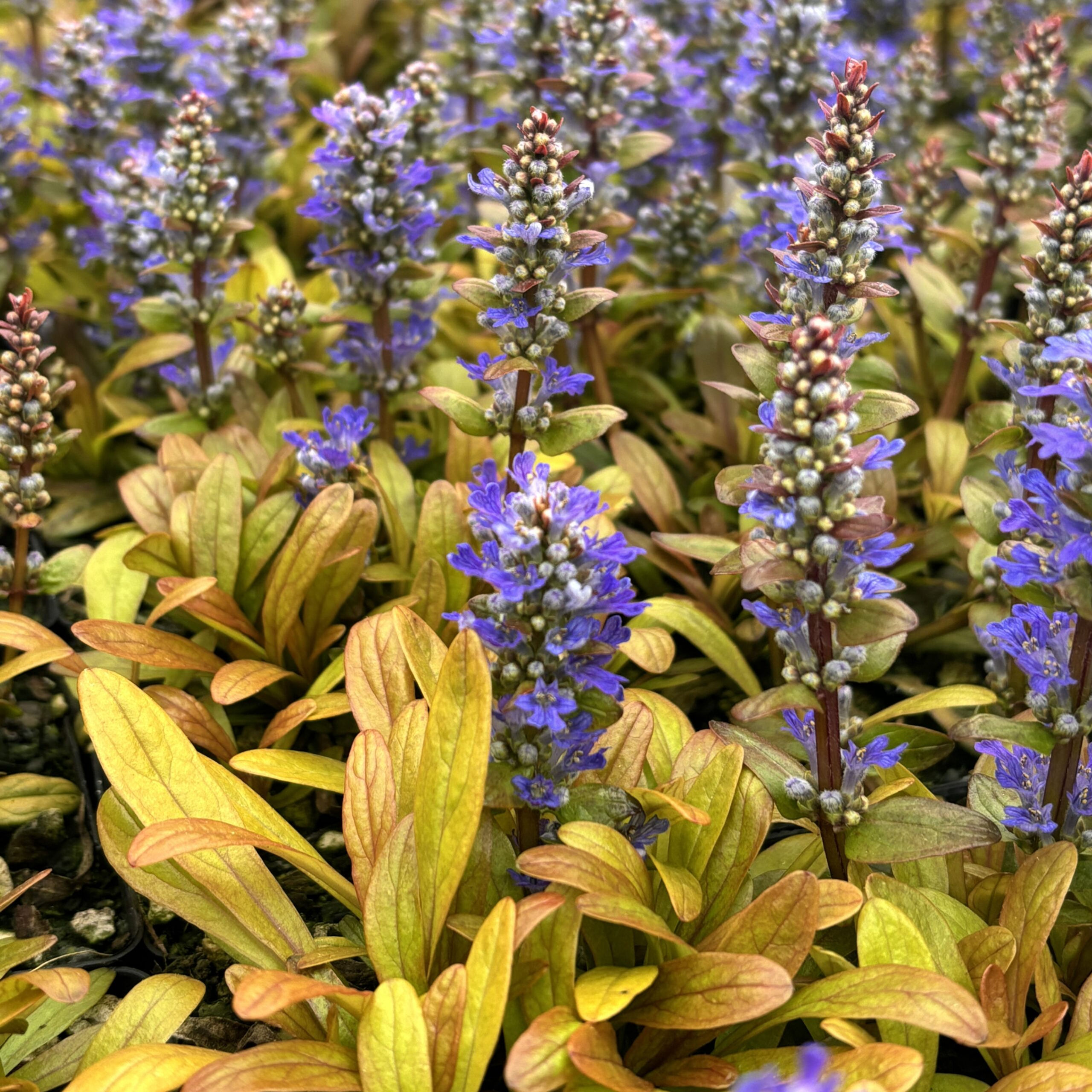 Ajuga Feathered Friends™ 'Fancy Finch'