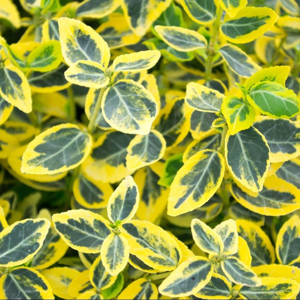 Euonymus fortunei 'Emerald n' Gold'
