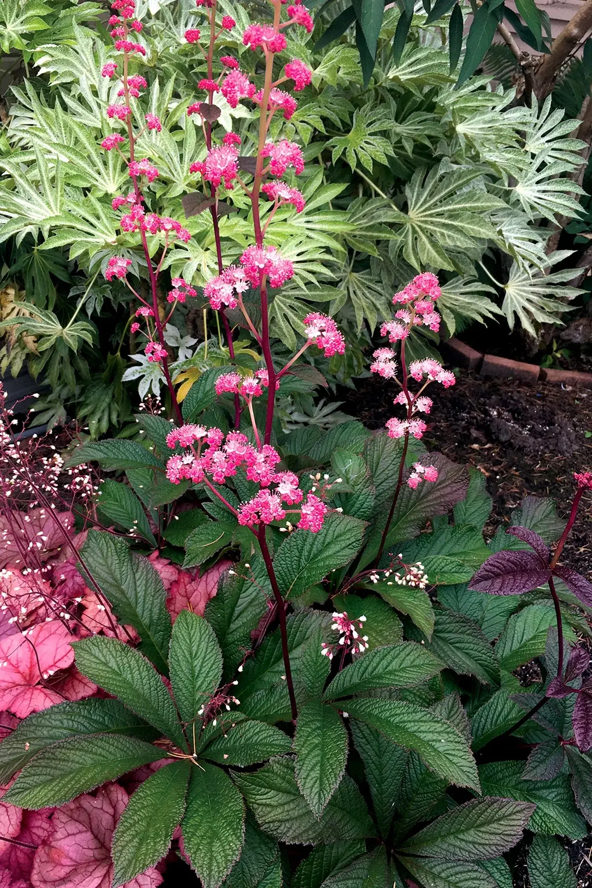 Rodgersia 'Bronze Peacock'