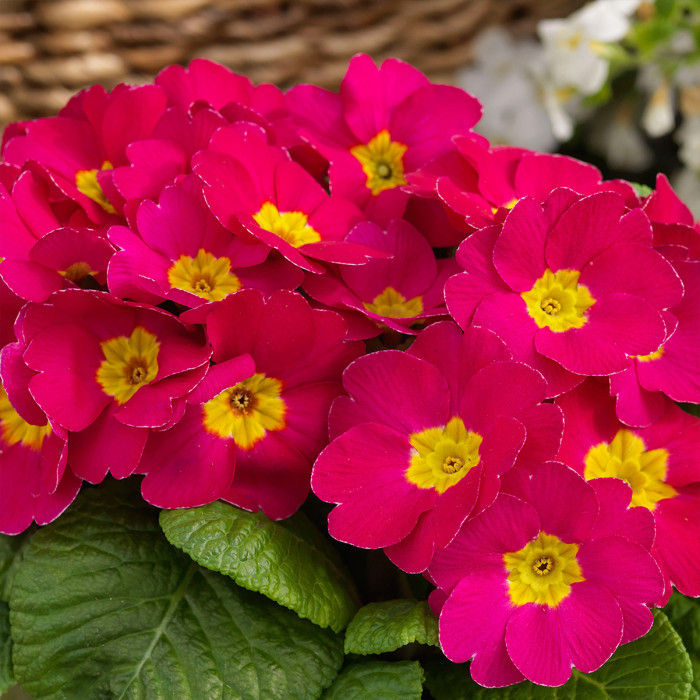 Primula Crescendo® 'Rose Shades'