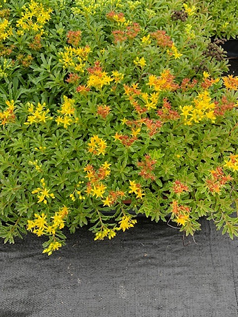 Sedum reflexum GreenGlow
