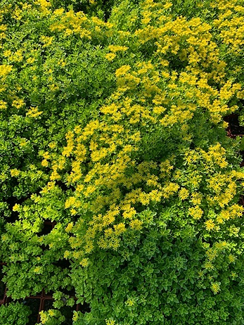 Sedum reflexum GreenGlow