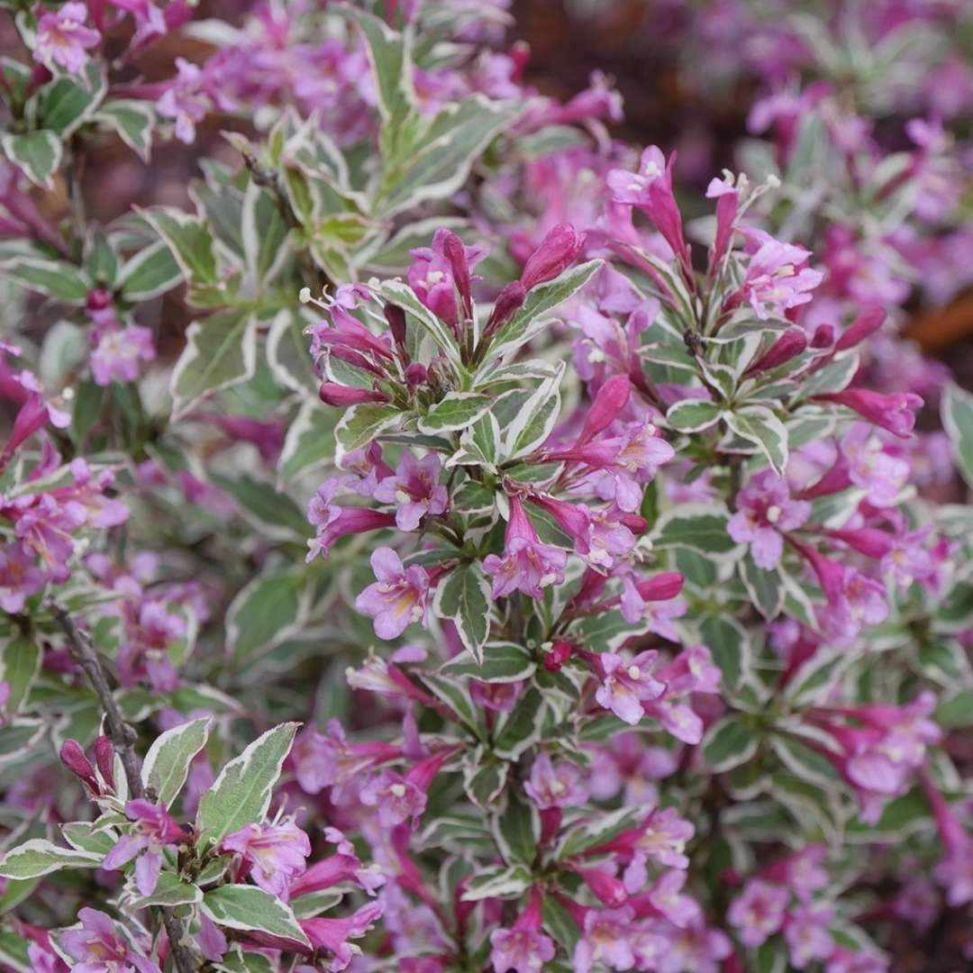 Weigela florida 'My Monet Purple Effect'