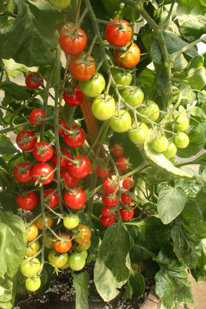 Cerise Rouge (Sugar Rush)