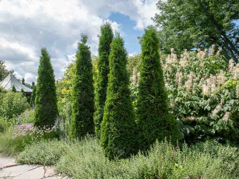 Thuya Full Speed A Hedge 'American Pillar'
