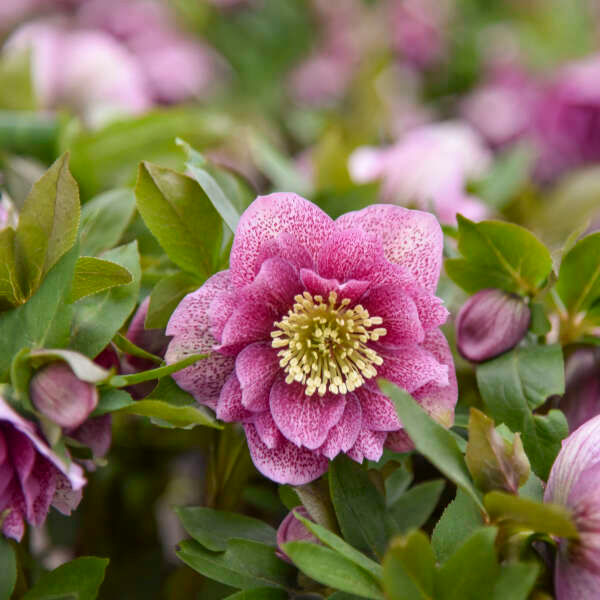Helleborus WEDDING PARTY® 'Wedding Bells'